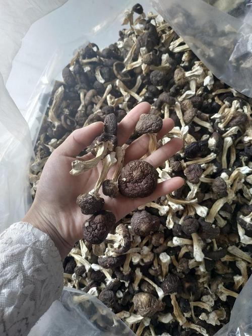 化學(xué)肥料熱賣品類解析 從通用款到功能型的市場趨勢